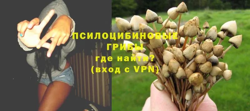 Псилоцибиновые грибы Psilocybe  где купить   Кувандык 